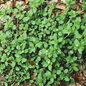 Chickweed