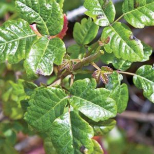 PoisonOak