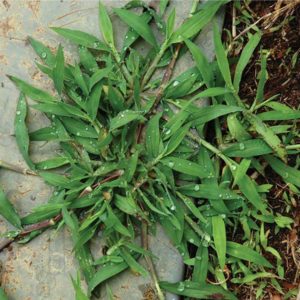 Crabgrass