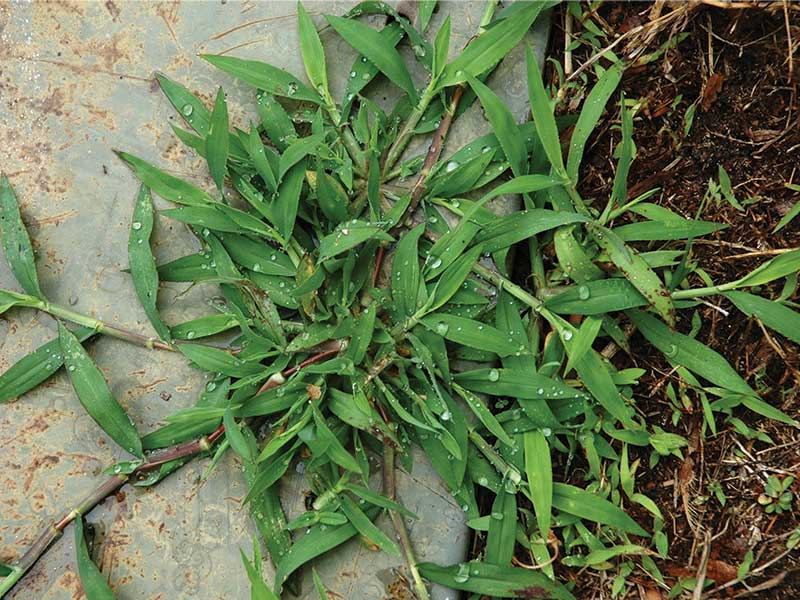 Crabgrass