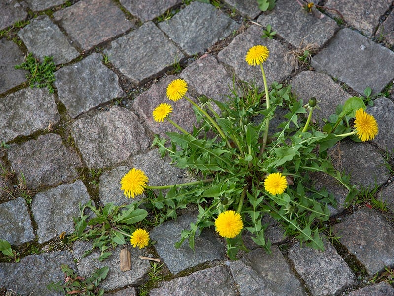 Unkraut