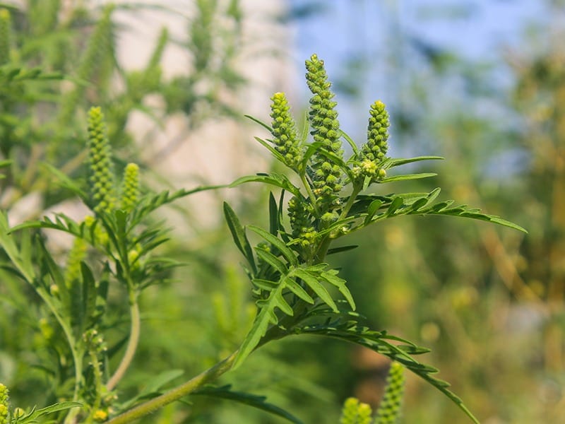 Horseweed