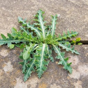 Thistles