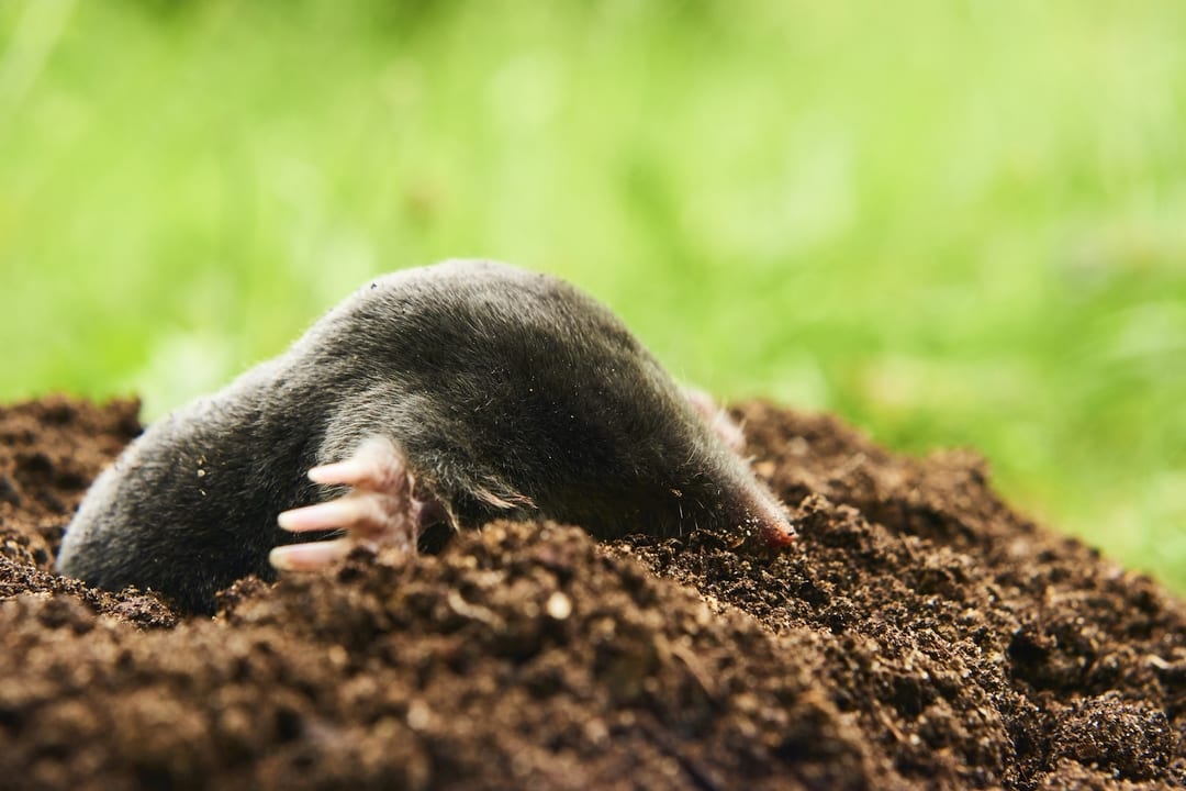 ground-mole_1080x720