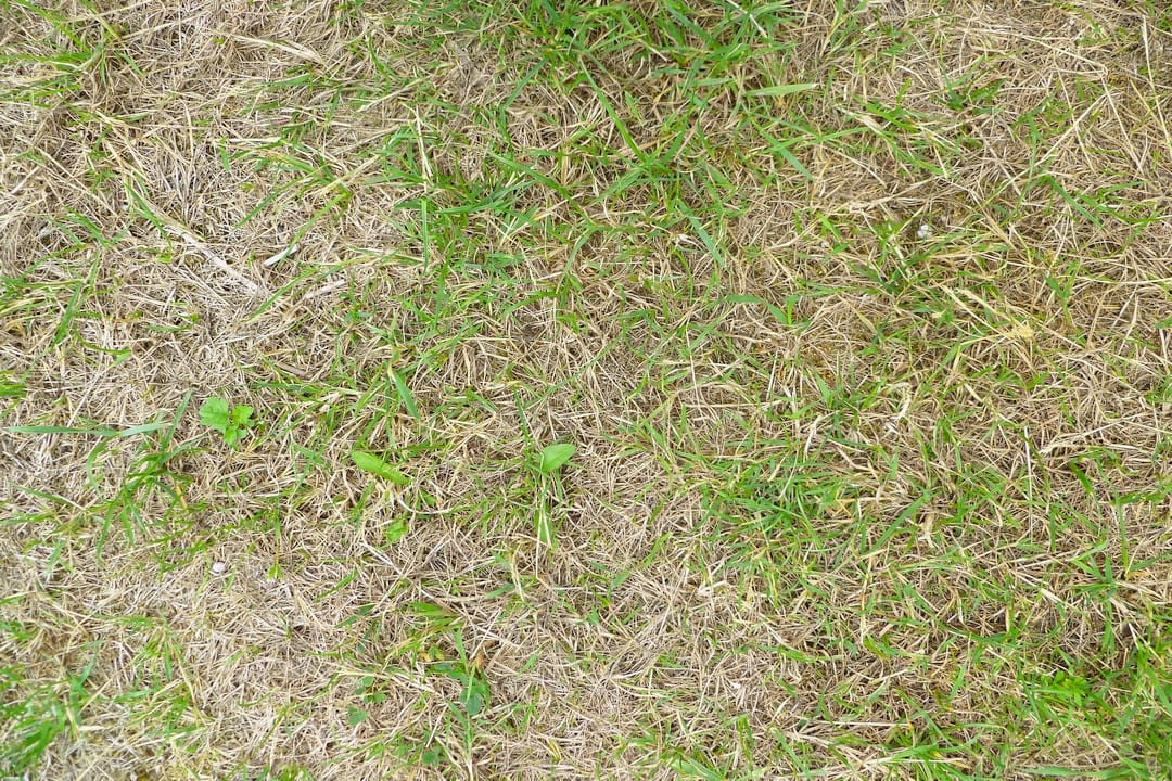 patchy-lawn-1080x720