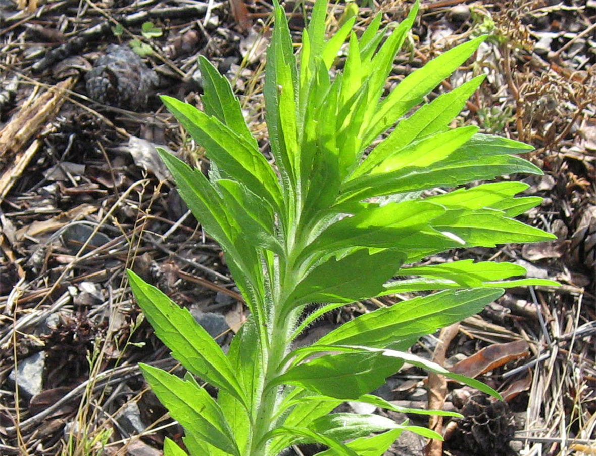 Horseweed