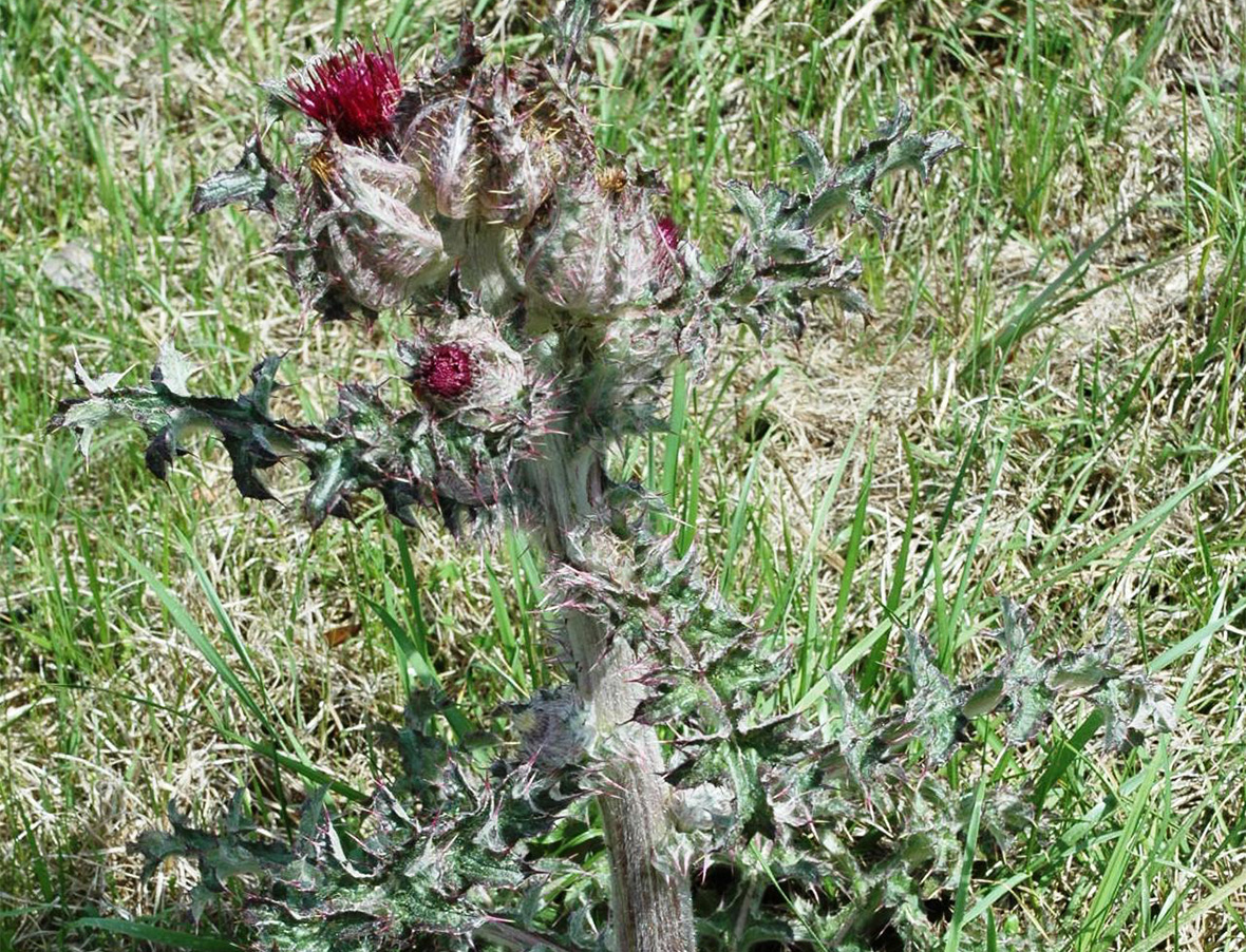 Yellow Thistle