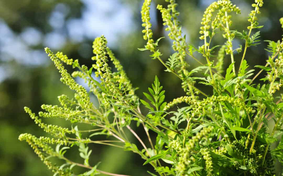 Ragweed
