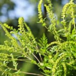 Ragweed