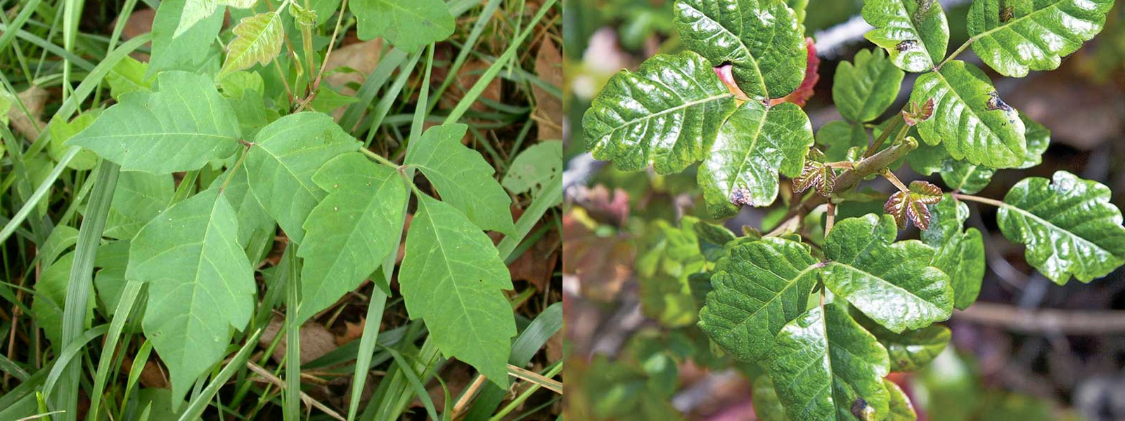 Poison ivy leaves compared to poison oak leaves