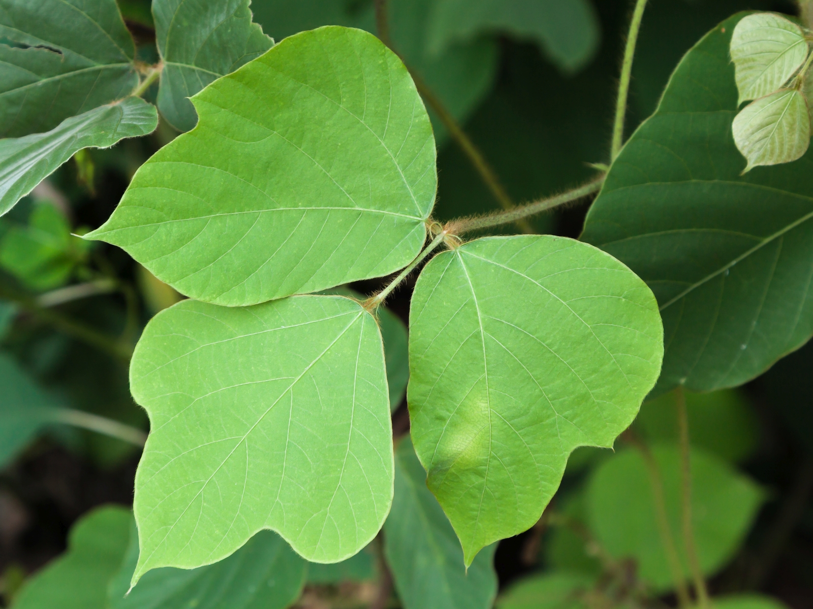 Kudzu leaves