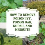HOW TO GET RID OF POISON IVY, POISON OAK, KUDZU, AND MESQUITE | ALMANAC.COM