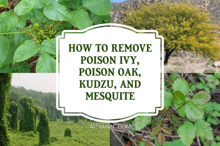 HOW TO GET RID OF POISON IVY, POISON OAK, KUDZU, AND MESQUITE | ALMANAC.COM