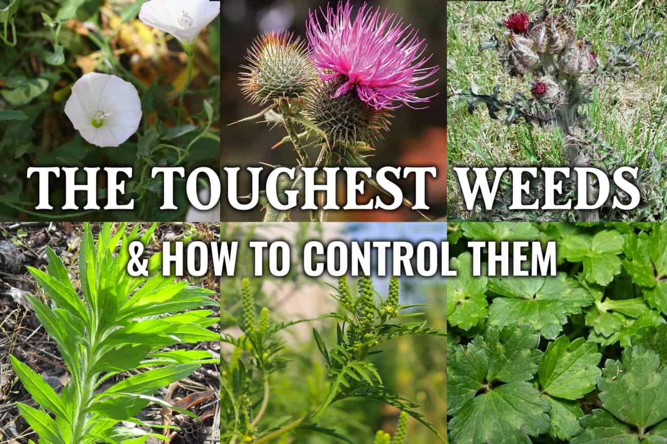 The Toughest Weeds and How to Control Them