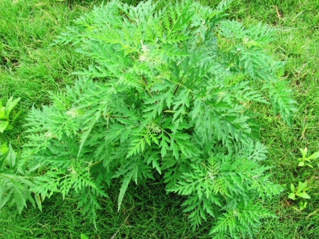 Common Ragweed