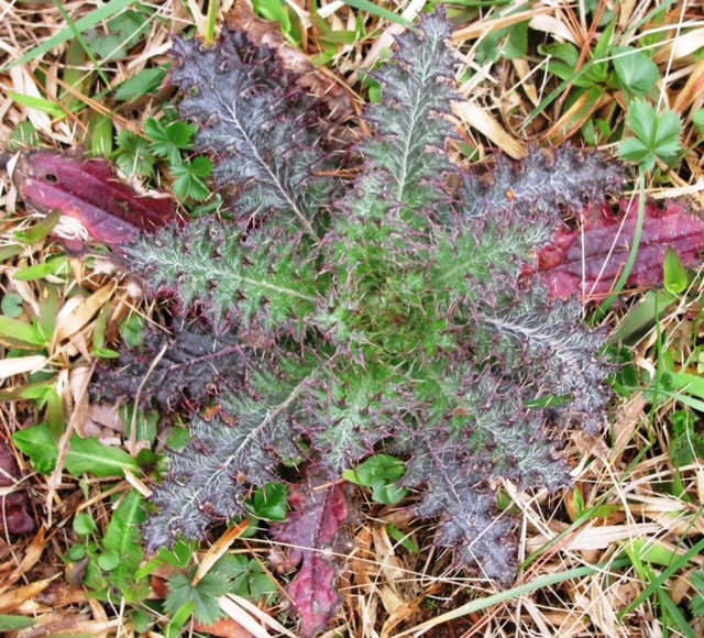 Yellow thistle rosette