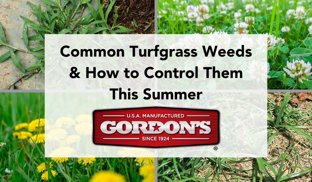 Common Turfgrass Weeds and How to Control Them This Summer