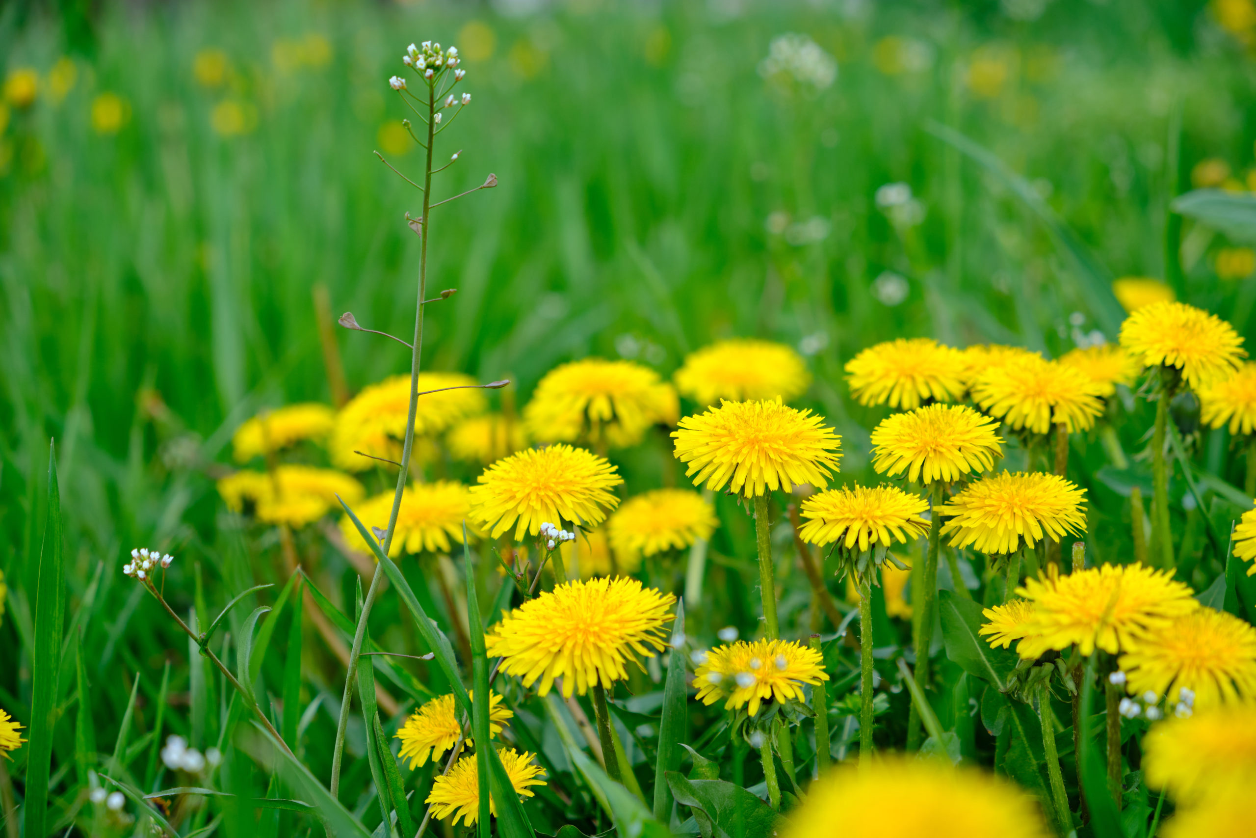 Dandelions