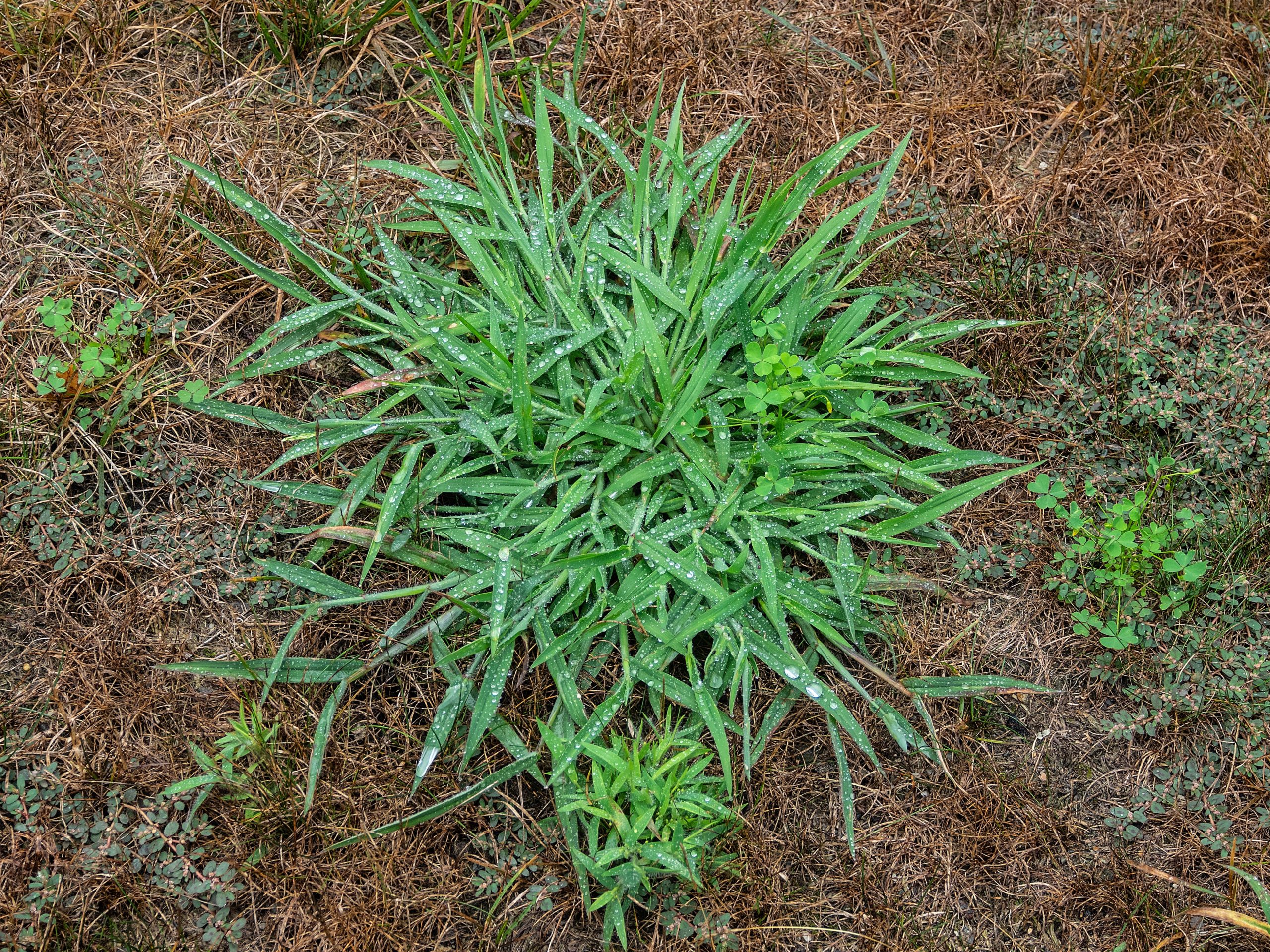 Crabgrass