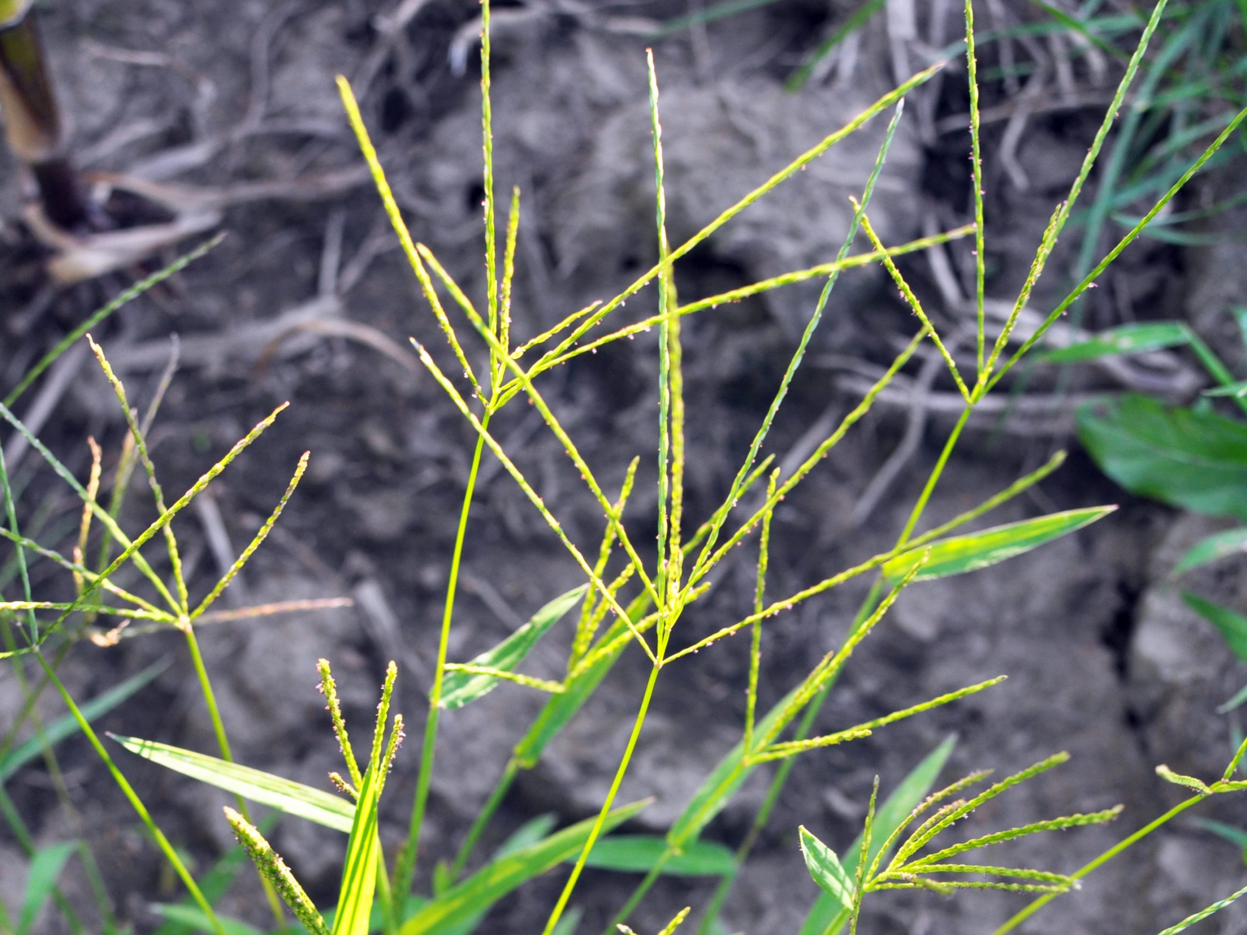 Crabgrass Seeds