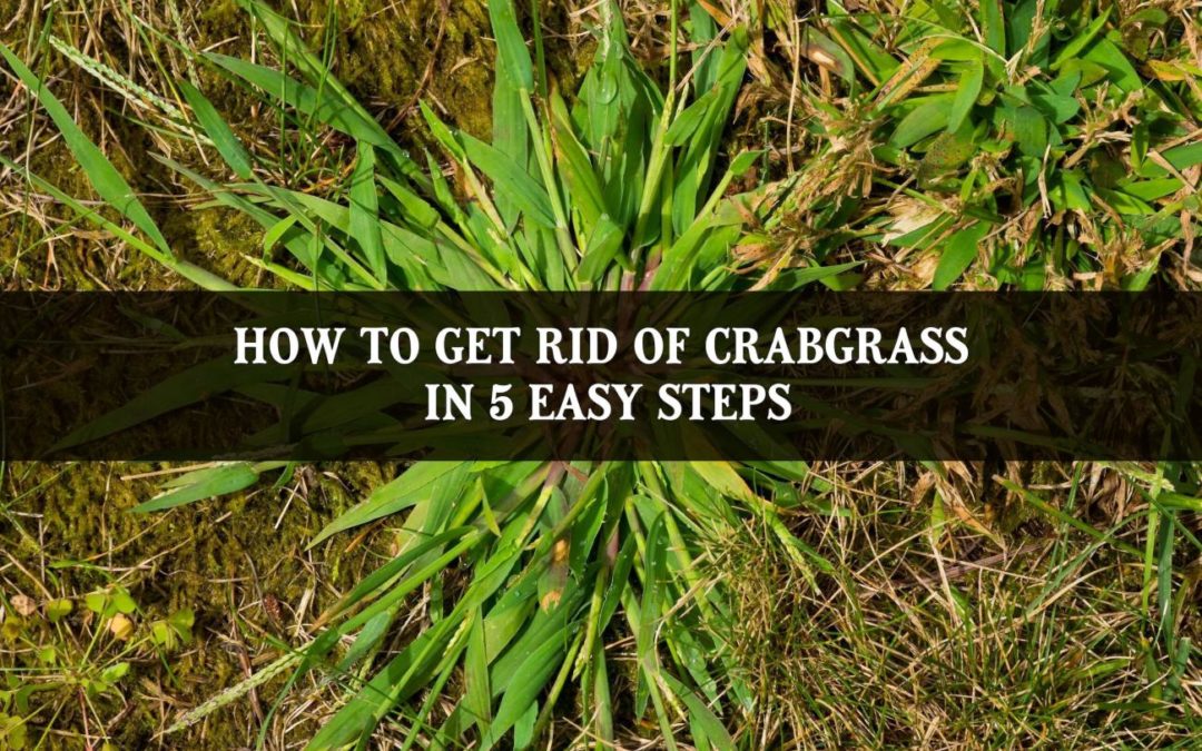 How to Get Rid of Crabgrass in 5 Easy Steps