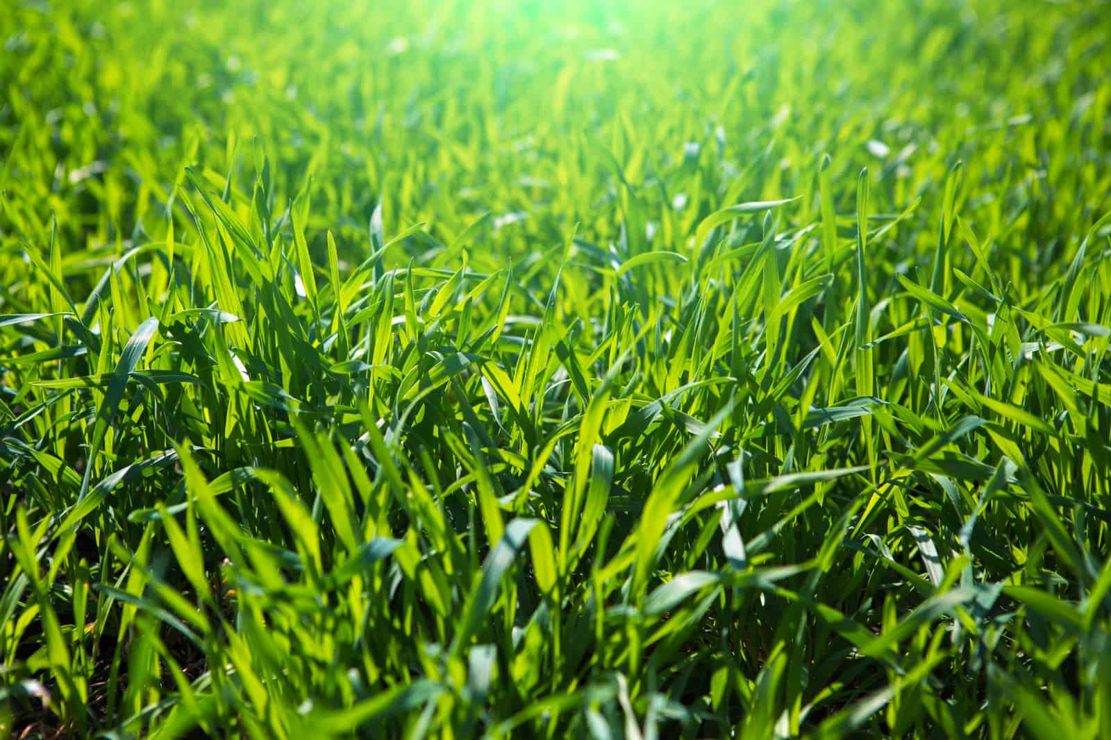 Beautiful, healthy grass in spring