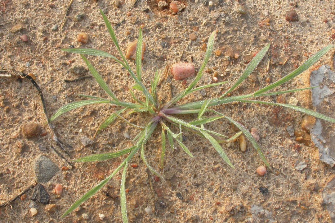 Sandbur