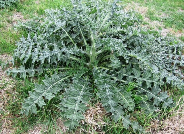 Bull thistle in rosette form