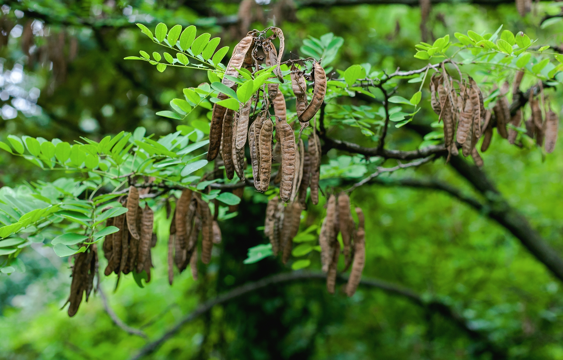 Black locust