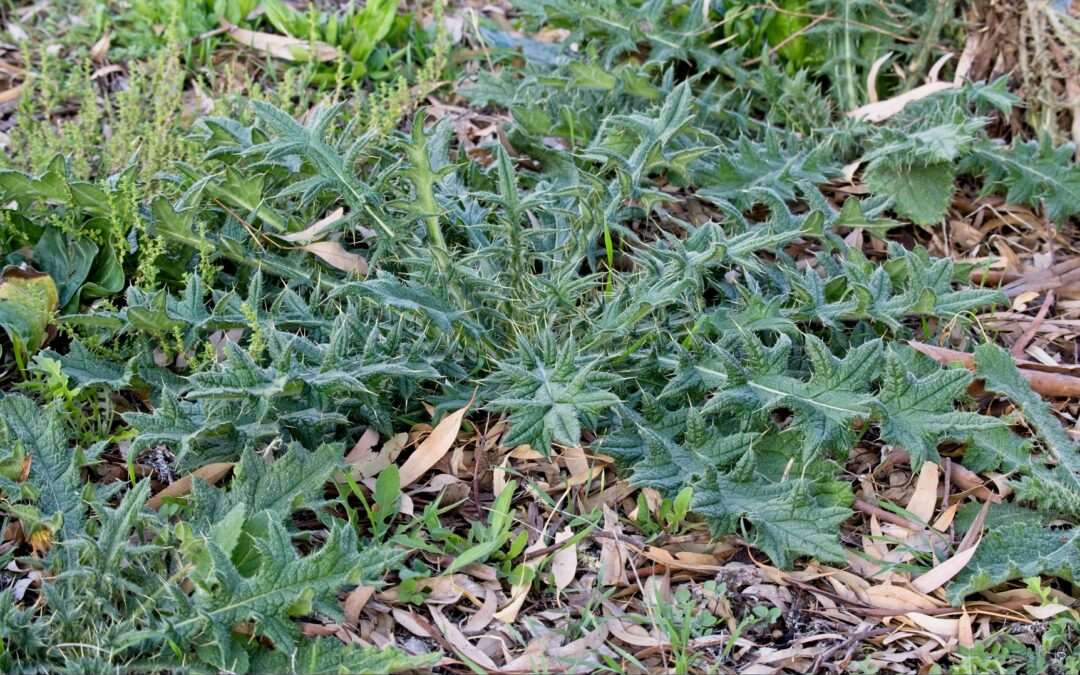 Ouch! How to Get Rid of Prickly Weeds That Hurt