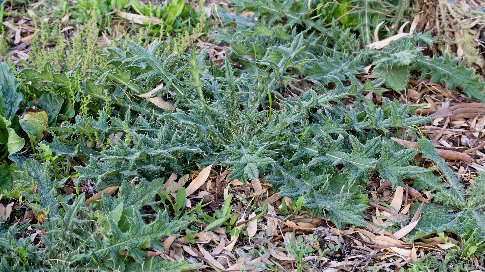 Bull thistle