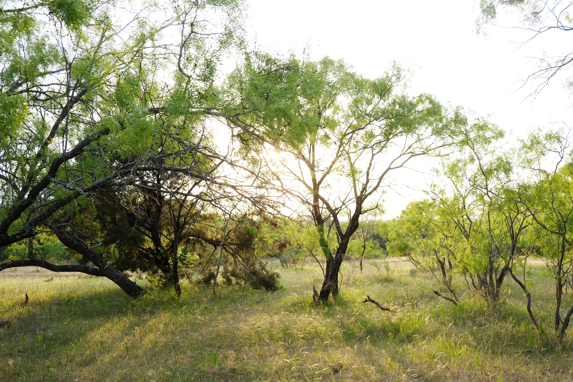 Mesquite tree