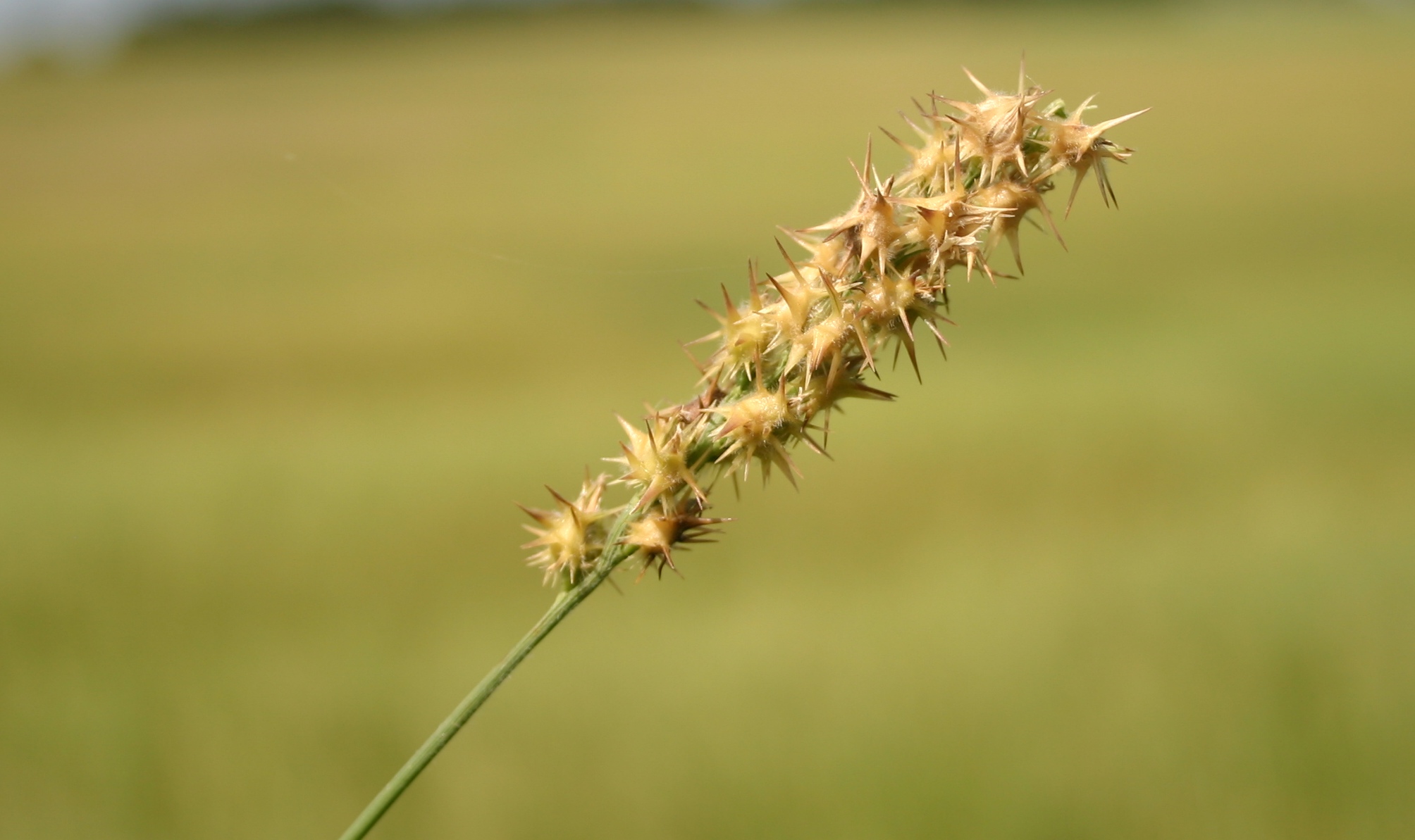 Sandbur after flowering