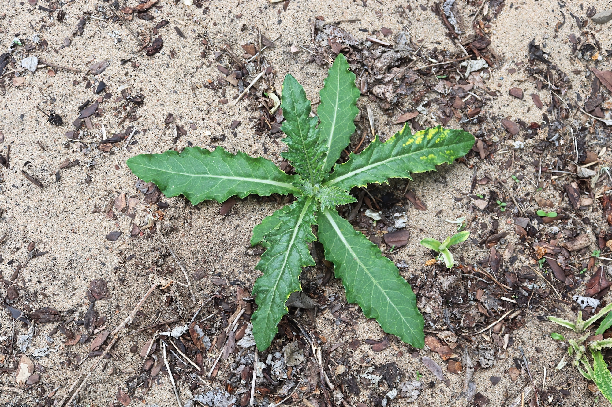 Canadian Thistle