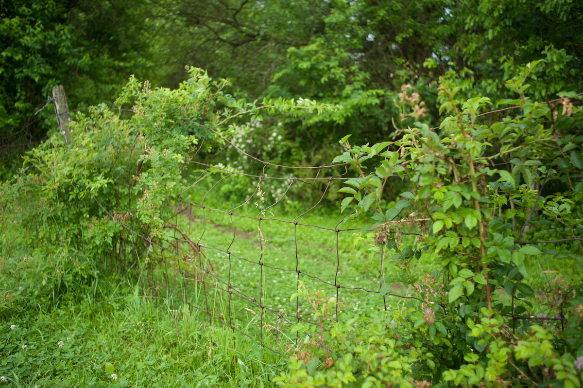 A weedy lawn. Credit: Justin/Adobe