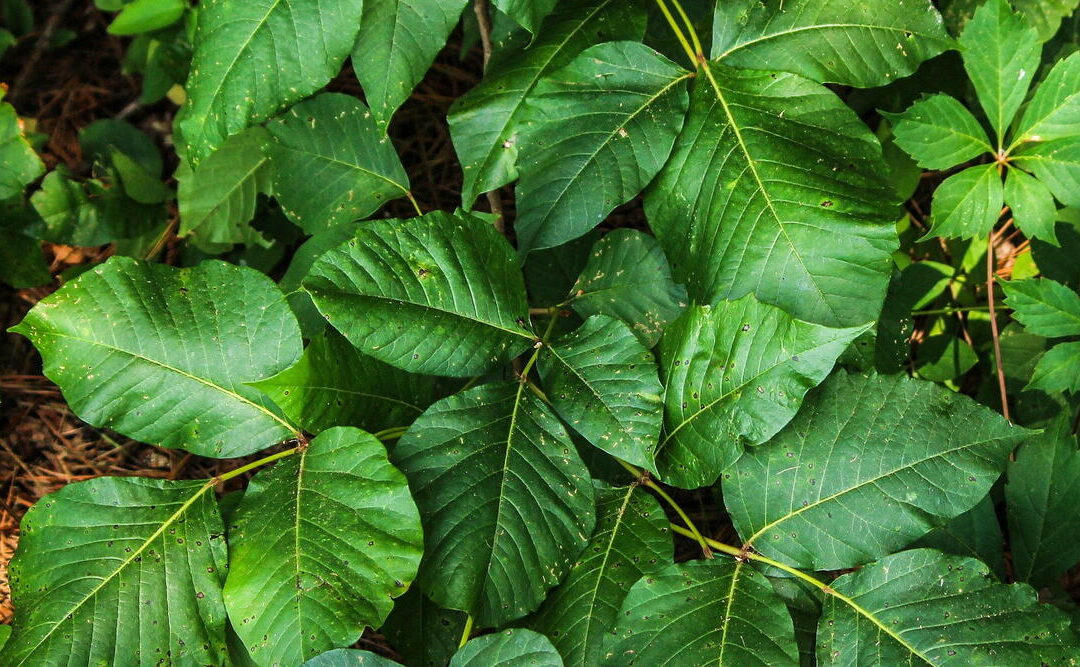 How to Kill Poison Ivy (And Keep It From Coming Back)