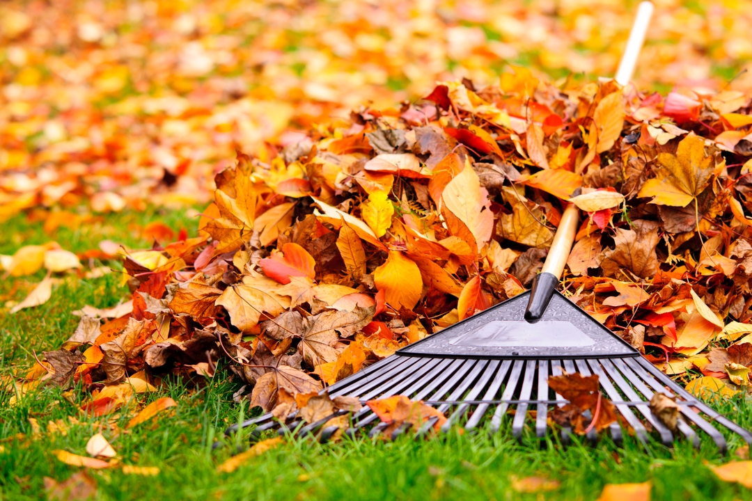 Fall leaves with rake Crabgrass