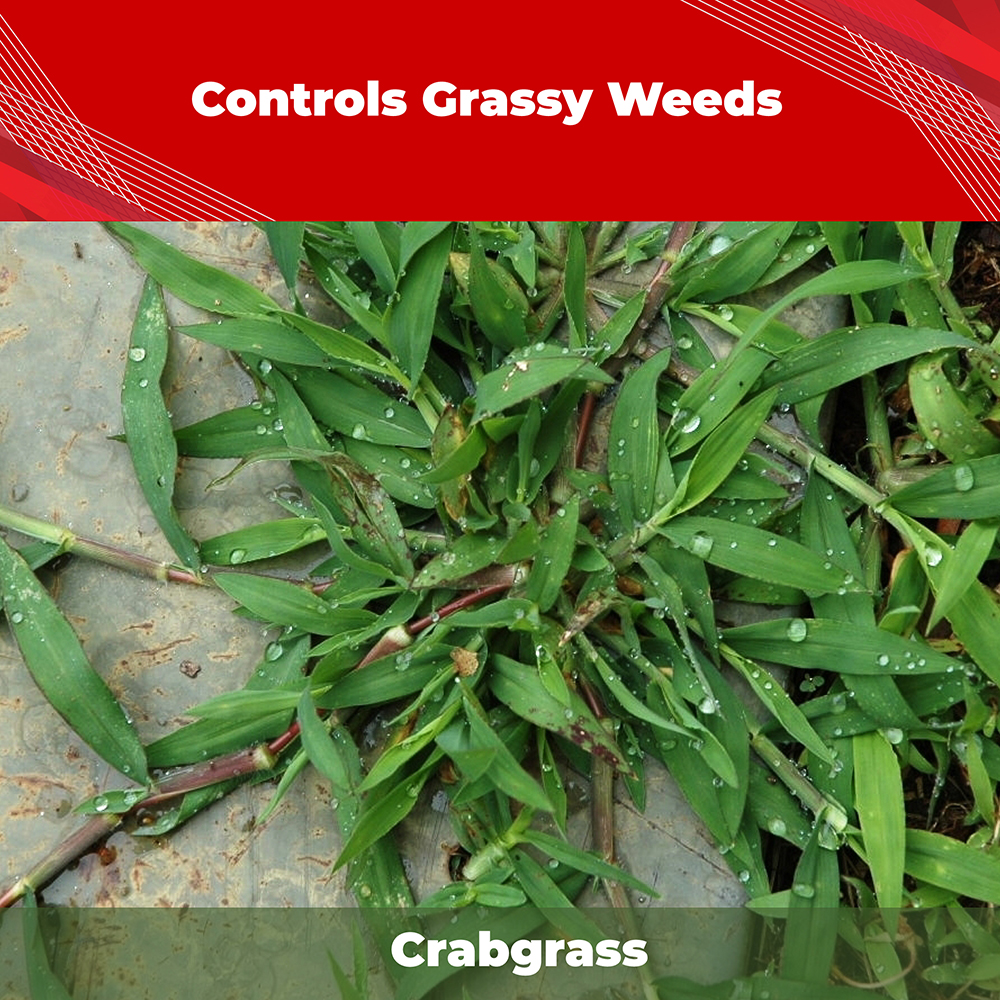 Trimec® Platinum All-In-One Weed Control Concentrate - Gordon's