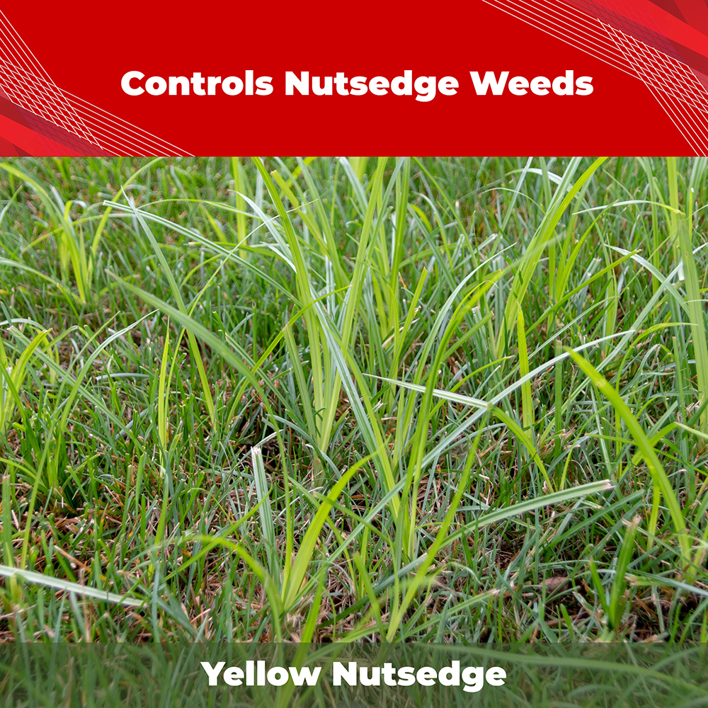 Trimec® Platinum All-In-One Weed Control Ready Spray - Gordon's