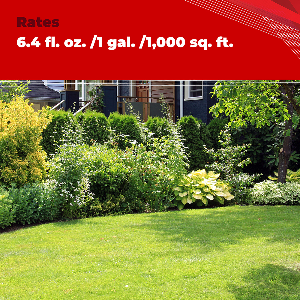 Trimec® Platinum All-In-One Weed Control Ready Spray - Gordon's