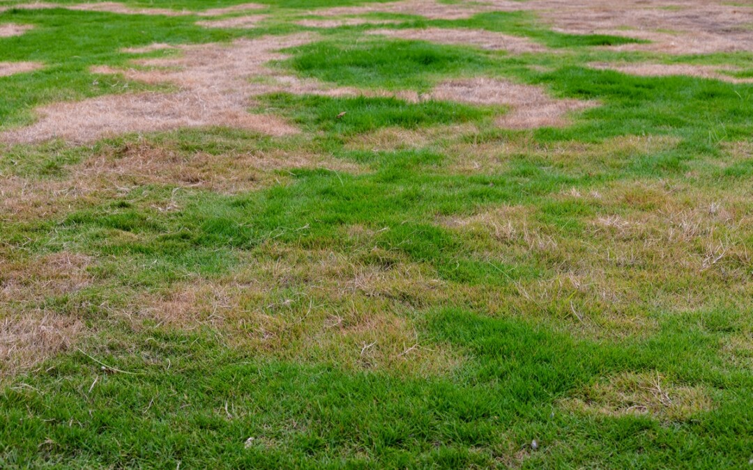 Summer Lawn Problems: Brown Grass, Heat Stress, and Weeds