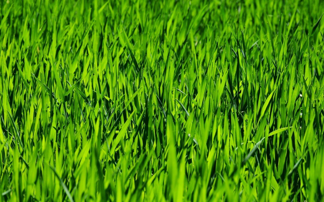 Lawn & Garden Product Selection Guide